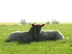SX18049 Two lambs cuddled up.jpg